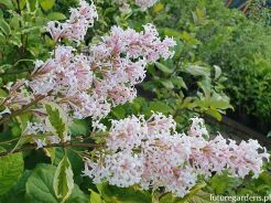 Lilak Wolfa 'Jacobsen's Pink Delight' Syringa wolfii C5/120cm *T4