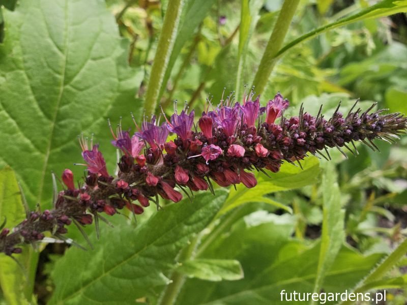 Żmijowiec czerwony Echium russicum /P9 *K7