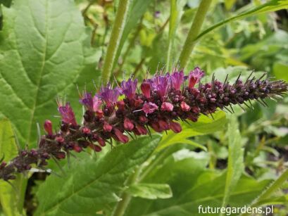 Żmijowiec czerwony Echium russicum /P9 *K7