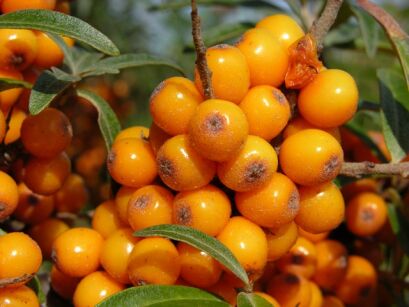 Rokitnik samopylny FRIESDORFER ORANGE Hippophae rhamnoides C5/40-50cm *K13