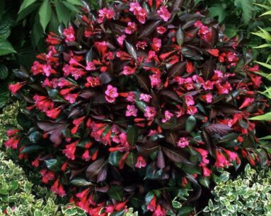 Krzewuszka WINE & ROSES 'Alexandra' PBR Weigela C2/30-40cm *K18