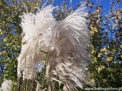 Miskant MEMORY Miscanthus sinensis /C5-7,5 *K26