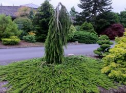 Świerk pospolity COBRA Picea abies P15/40-50cm *P
