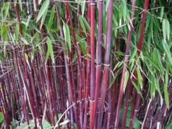 Bambus czerwony Fargesia specias JIUZHAIGOU nr1 Red bamboo C7,5/60-100cm *K25