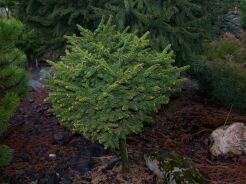 Świerk orientalny GRACILIS Picea orientalis