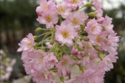 Wiśnia różowa FUKUBANA Prunus ×subhirtella 'Fukubana' C12/Pa120(160)cm *K6