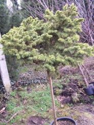 Świerk pospolity - czarcia miotła (Zarzecze WB) Picea abies (bonsai nr 10) 
