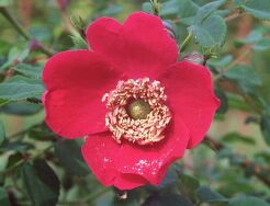 Róża Moyesa Rosa moyesii - zaszczepiona, goły korzeń *KO