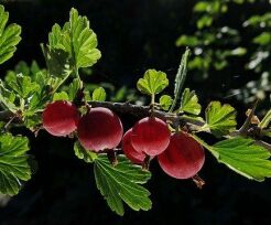 Agrest czerwony Hinnonmaki Rot - krzew /P15 *K1