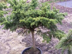 Świerk pospolity - czarcia miotła Picea abies (bonsai nr 9)