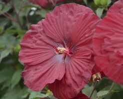 Hibiscus wielkokwiatowy VINTAGE WINE Ketmia /C5 *T52