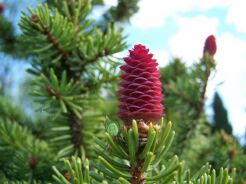 Świerk pospolity - czarcia miotła (Piotrowina WB) Picea abies (bonsai nr 11)  