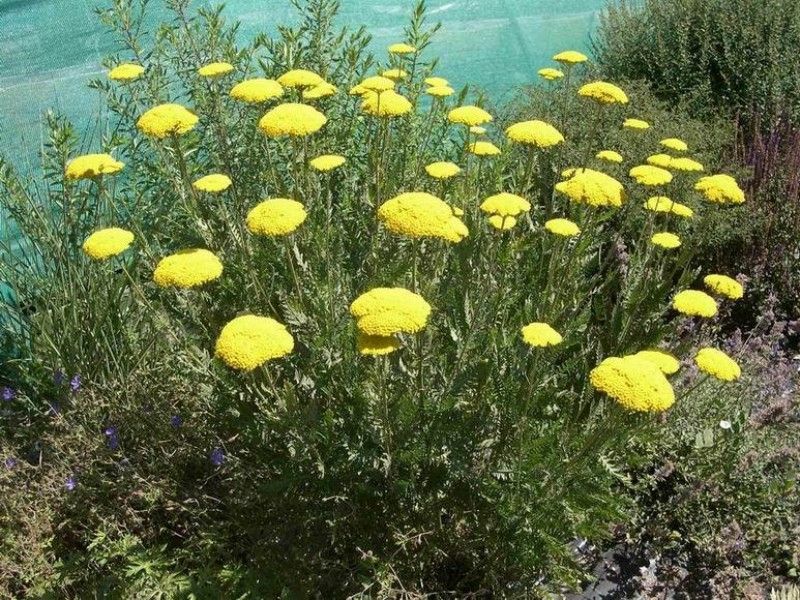 Krwawnik wiązówkowaty ŻÓŁTY Achillea filipendulina /C2 | Future Gardens