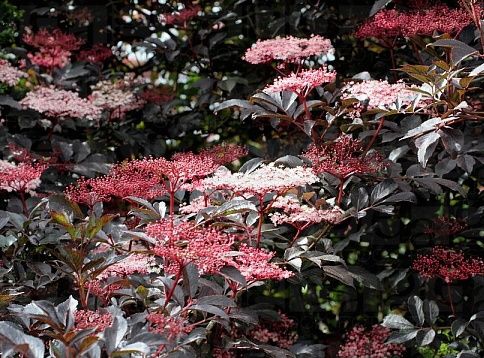 Bez Czarny Thundercloud Sambucus Nigra C3 10 30cm Future Gardens