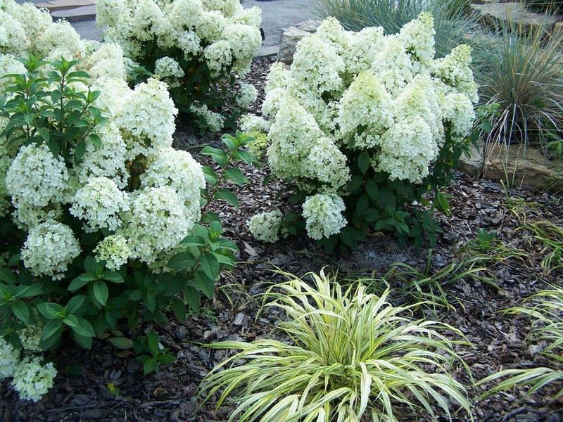 Hortensja bukietowa BOBO Hydrangea paniculata /C3-C2 *19 *18 | Future Gardens