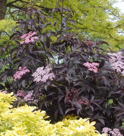 Bez Czarny Gerda Sambucus Nigra Black Beauty C3 40 60cm Future Gardens