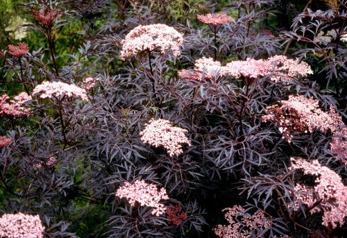 Bez Czarny Eva Sambucus Nigra Black Lace C3 Future Gardens