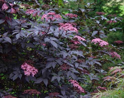 Bez Czarny Gerda Sambucus Nigra Black Beauty C3 40 60cm Future Gardens