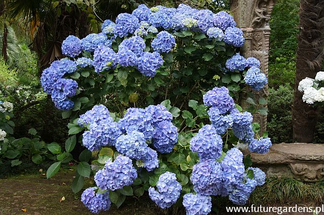 Hortensja Ogrodowa Otaksa Hydrangea Macrophylla C5 30 40cm Future Gardens