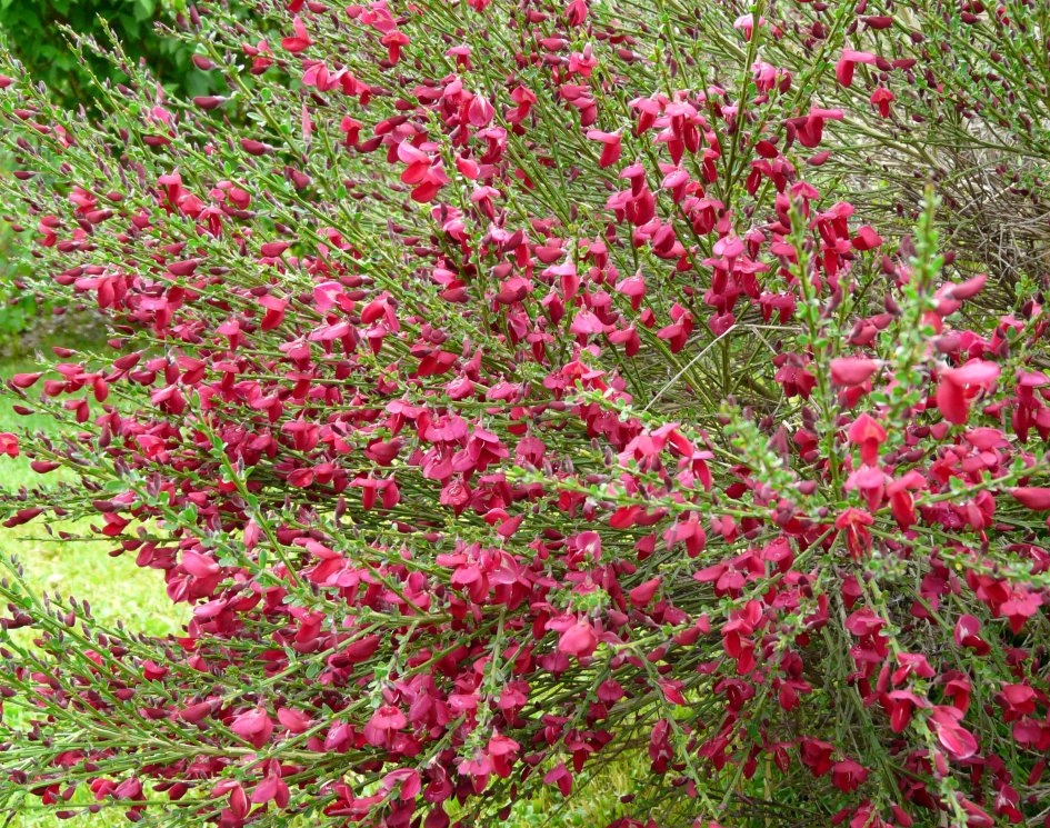 Żarnowiec różowy HOLLANDIA Szczodrzeniec Cytisus /C5 | Future Gardens