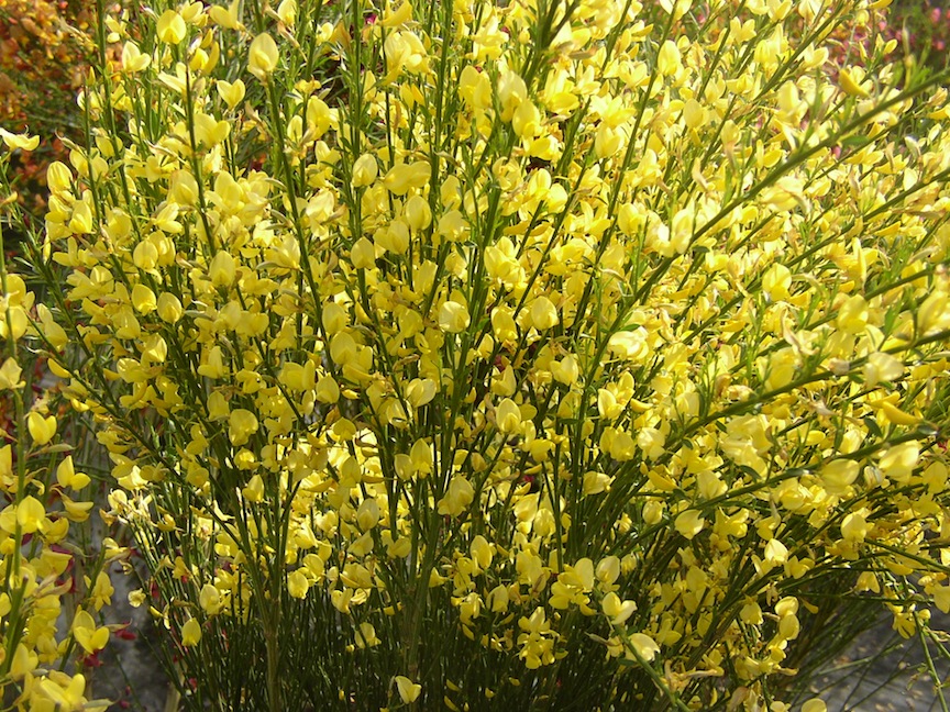 Zarnowiec Zolty Luna Szczodrzeniec Cytisus Future Gardens