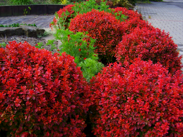 Berberys ADMIRATION Berberis thunbergii C3/10-20cm *K21 | Future Gardens