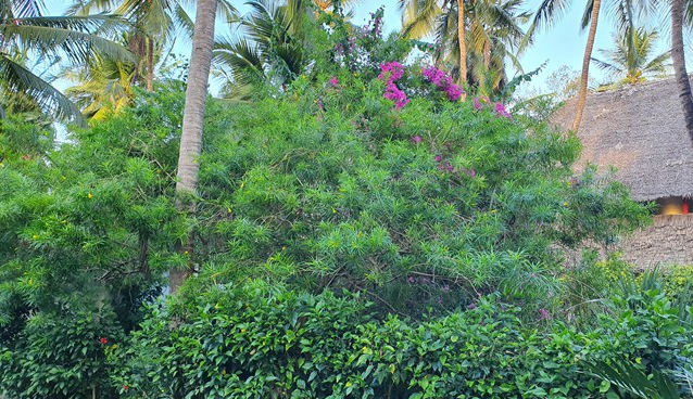 Rośliny na Zanzibarze